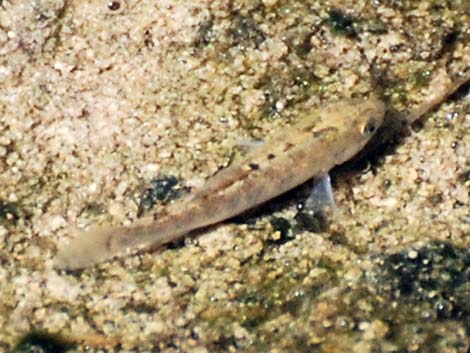 Salt Creek Pupfish (Cyprinodon salinus salinus)