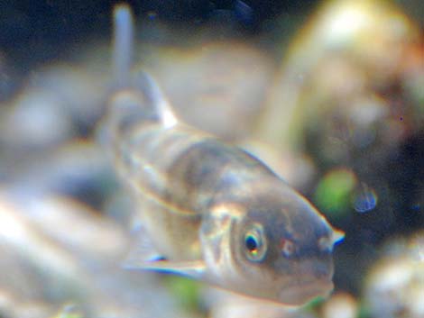 Moapa Dace (Moapa coriacea)