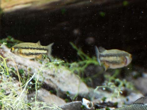 Moapa White River Springfish (Crenichthys baileyi moapae)