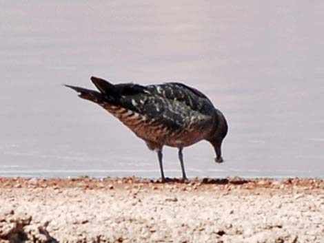 Long-tailed Jaeger (Stercorarius longicaudus)