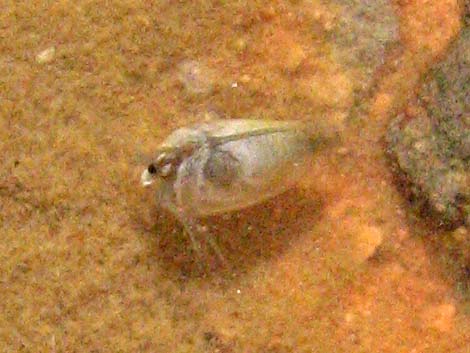 Clam Shrimp (Order Conchostraca)