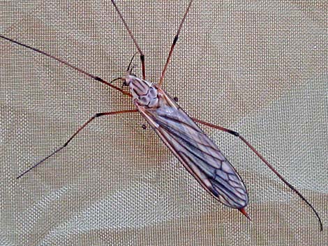 Craneflies (Family Tipulidae)