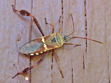 Order Hemiptera