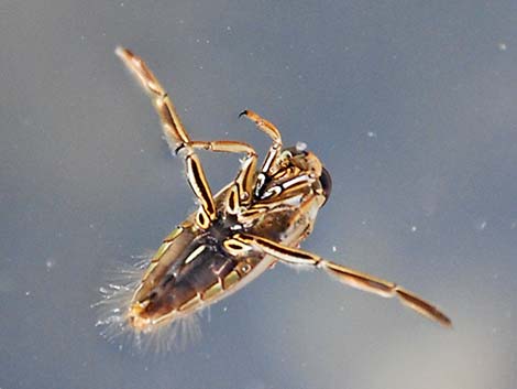 Family Notonectidae: Back Swimmers