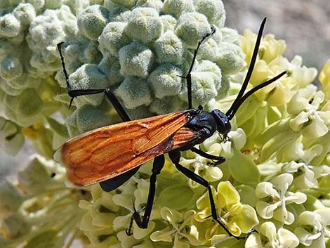 Hymenoptera