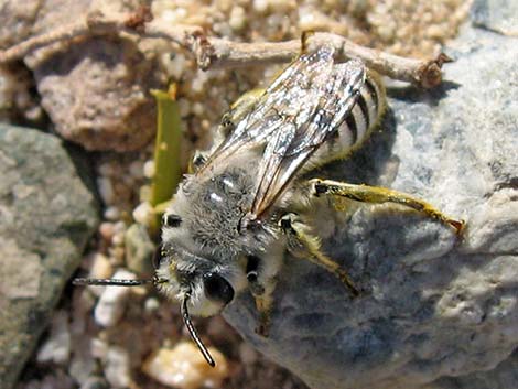 Potter Wasps (Eumenes bollii)