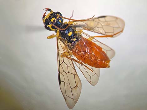 Symphyta, sawfly