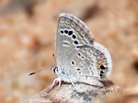 Reakirt's Blue (Echinargus isola)