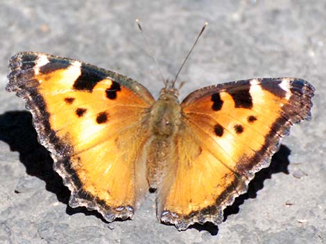 California Tortoiseshell (Nymphalis californica)