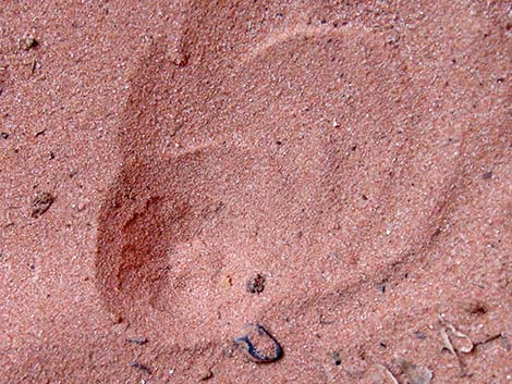 Antlions (Family Myrmeleontidae)