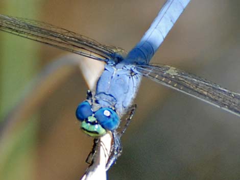 Western Pondhawk (Erythemis collocata)