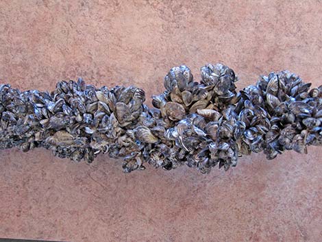 Quagga Mussels (Dreissena rostriformis bugensis)