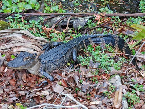 American Alligator (Alligator mississippiensis)