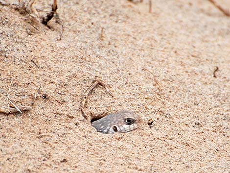 Desert Iguana (Dipsosaurus dorsalis)