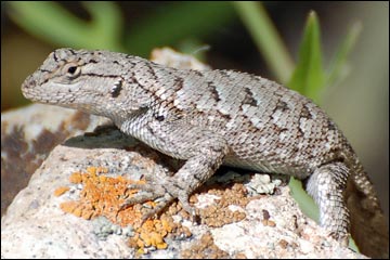 lizard