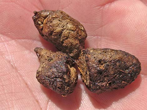 Common Chuckwalla (Sauromalus ater) scat