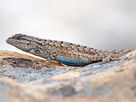 Plateau Fence Lizard (Sceloporus tristichus)