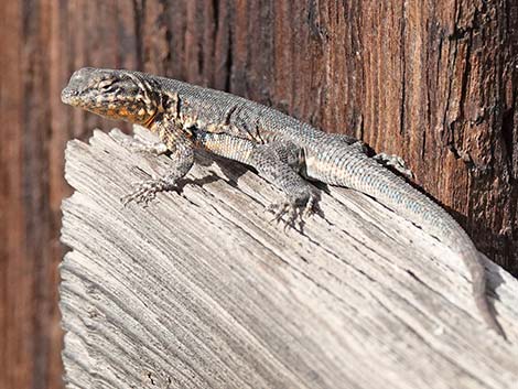 Common Side-blotched Lizard (Uta stansburiana)