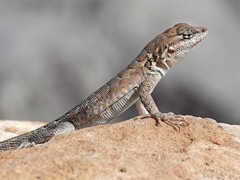 Common Side-blotched Lizard (Uta stansburiana)