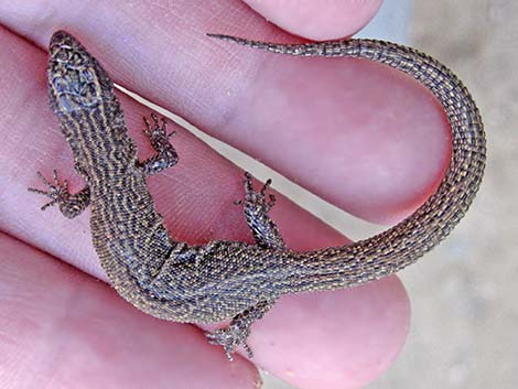 Desert Night Lizard (Xantusia vigilis)