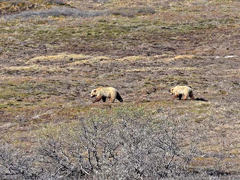 Grizzly Bear (Ursus arctos horribilis)