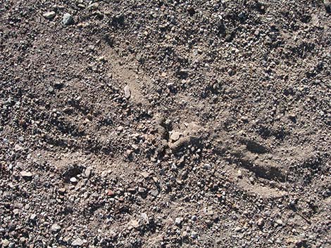 Mountain Lion (Felis concolor) scat