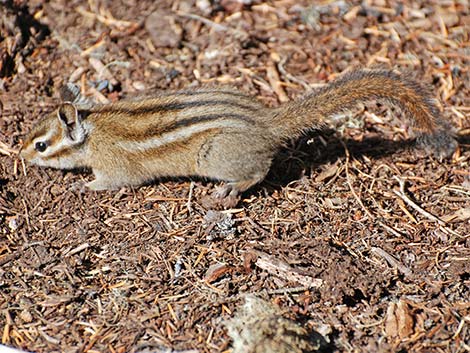Yellow-pine Chipmunk (Neotamias amoenus)