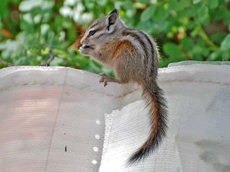 Charleston Mountain Chipmunk (Neotamias palmeri)