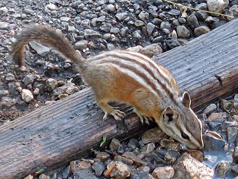 Charleston Mountain Chipmunk (Neotamias palmeri)