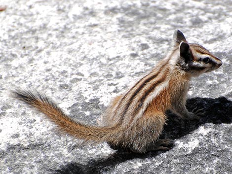 Lodgepole Chipmunk (Neotamias speciosus)