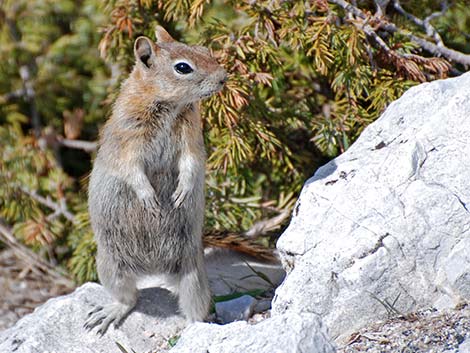 Golden-mantled Ground Squirrel (Callospermophilus lateralis)