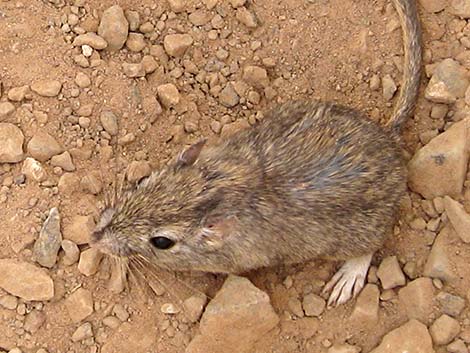 Long-tailed Pocket Mouse (Chaetodipus formosus)