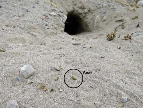 Desert Kangaroo Rat (Dipodomys deserti)