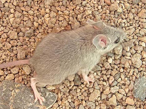 Cactus Mouse (Peromyscus eremicus)