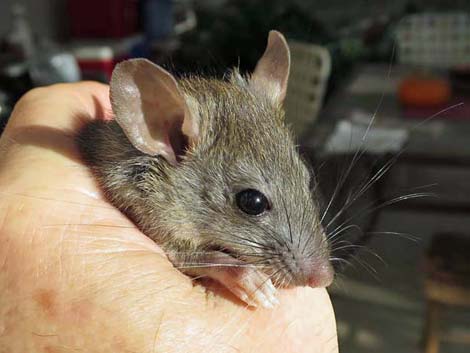 Black Rat (Rattus rattus)