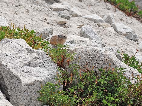 American Pika (Ochotona princeps)