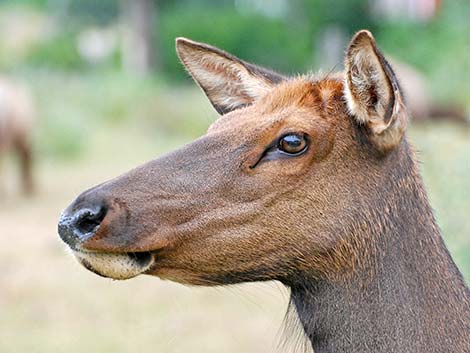 elk (wapiti) (Cervus canadensis)