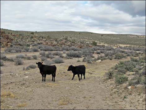 Domestic Cow (Bos taurus)
