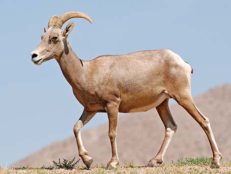 Desert bighorn sheep (Ovis canadensis)