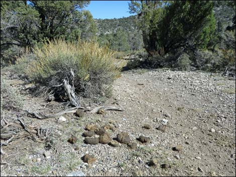 Feral Horse (Equus caballus)