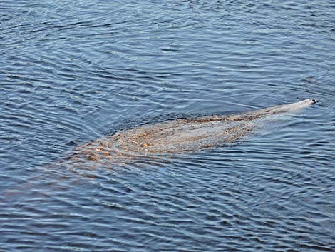 West Indian manatee (Trichechus manatus)