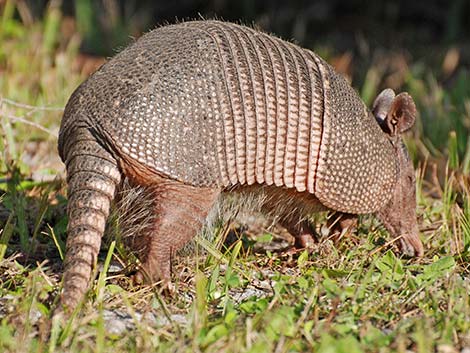 Nine-banded Armadillo (Dasypus novemcinctus)