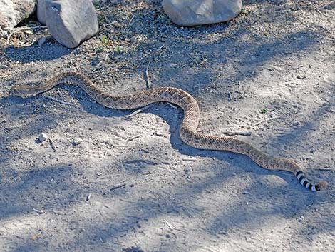 Western Diamond-backed Rattlesnake (Crotalus atrox)