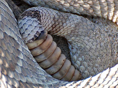 Mojave Rattlesnake (Crotalus scutulatus)