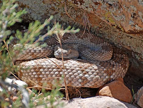 Panamint Rattlesnake (Crotalus stephensi)