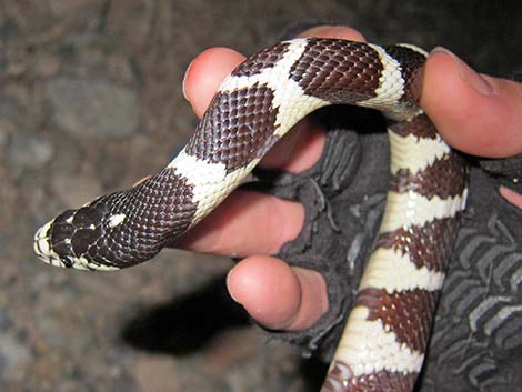 California Kingsnake (Lampropeltis californiae)