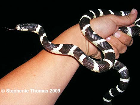 © Stephenie Thomas 2009 California Kingsnake (Lampropeltis californiae)