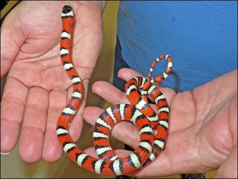Sonoran Mountain Kingsnake (Lampropeltis pyromelana)