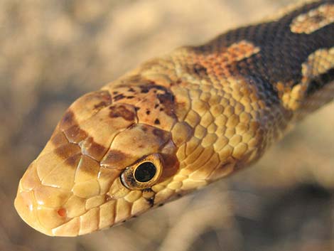 Gopher Snake (Pituophis catenifer)