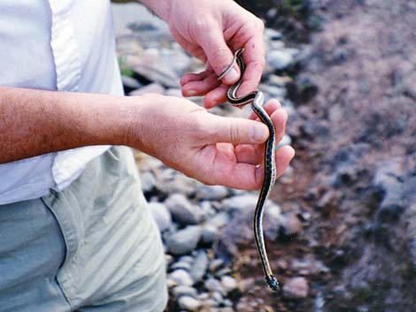 ZT Herps
